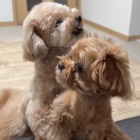 喧嘩をする小型犬たち