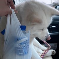 反省する秋田犬