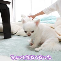 ヤキモチを妬くコハクくん3