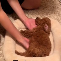 ベッドに寝かせられるシャルマンくん