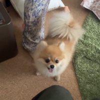 人のそばに立つ犬