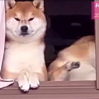 わらびちゃんが退散