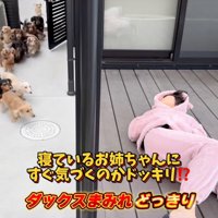 続々と入ってくる犬
