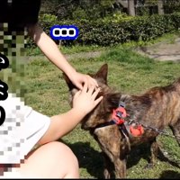 撫でられながらも警戒している犬