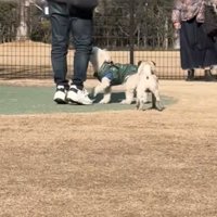 目の前の人を見上げる犬