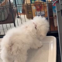 「やっつけてやる～」