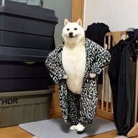 腰に手を当てたようなポーズを決める犬