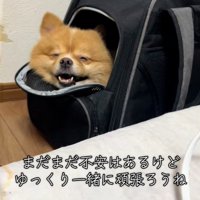 笑顔のレモンちゃん2