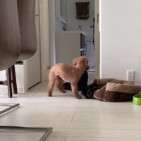 寝床へ運ぶりゅっくちゃん