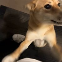 足に飛びつく保護犬