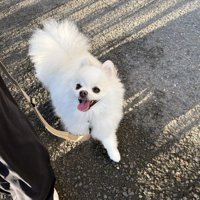 散歩