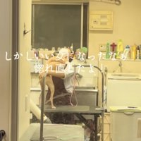 お姉さんに飛びかかるイタグレ