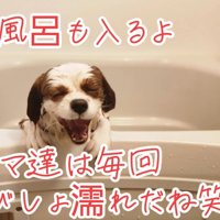 お風呂に入るだいちくん