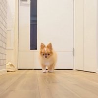 廊下の奥に佇む犬