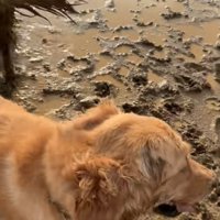 泥まみれで笑顔の大型犬