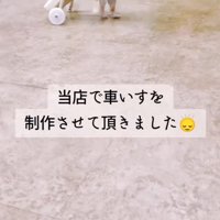 車椅子に乗って周囲を見まわす犬