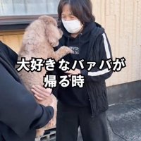 女性に抱っこされながらおばあちゃんを見つめる犬