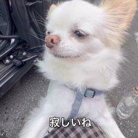 悲しげなルークくん
