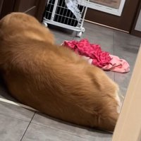 横になるアッシュくん