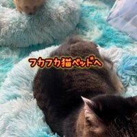 ベッドの上を歩く子犬