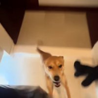 パパに飛びつくごぅちゃん