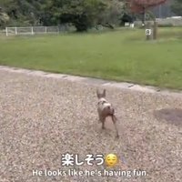 キャンプ場を歩く犬