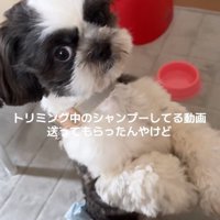 視線を送る犬