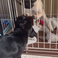 おはぎちゃん＆ちまき君の脱走劇4