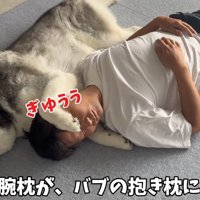 床に寝転がっている男性の頭の下に前足を入れるハスキー犬