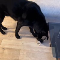 子猫を舐める大型犬