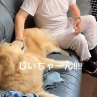 お腹を見せるりんちゃん