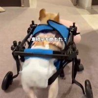 車椅子で家の中を移動するフレンチブルドッグ