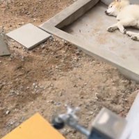 茶色い犬の方へふり返る飼い主