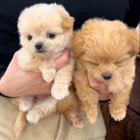 ブランちゃん＆チョコビちゃん2