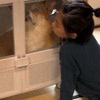 ドライヤーハウスに入っている犬