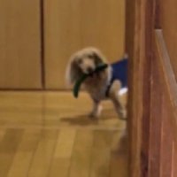 可愛い姿に許しちゃう！！