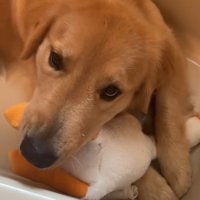 おもちゃで遊ぶ大型犬
