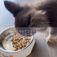 夢中でごはんを食べる犬