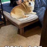 速やかに諦めたご様子