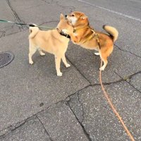 微笑ましい友情でした