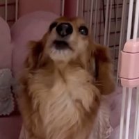 必死に鳴く犬