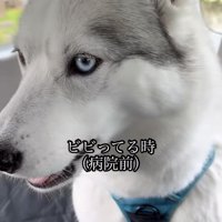不安そうに視線を落とす犬