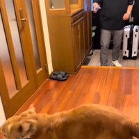 走り回るマッシュくん