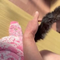 濡れている猫のしっぽにドライヤーを当てる飼い主