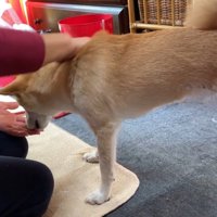 寄ってきて手をペロペロ