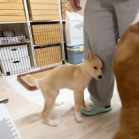 保護主の足に頭をくっつける子犬