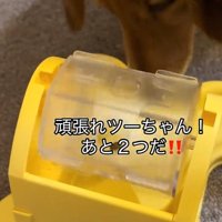 知育トイで遊ぶ犬