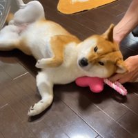 枕代わりのおもちゃを頭の下へ