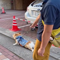 踏ん張る犬2