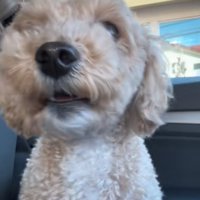 助けを求める犬